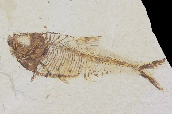 Diplomystus Fossil Fish - Wyoming #103958
